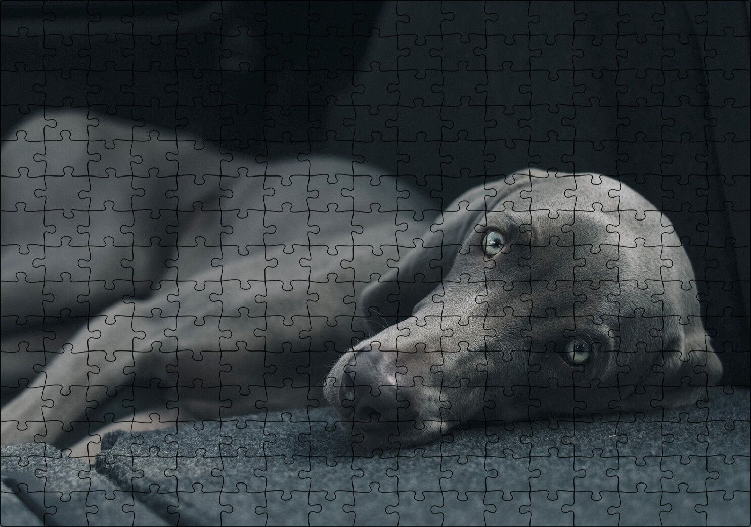 Siyah Doghound Siyah Zemin Karanlık Arka Plan Puzzle Yapboz MDF Ahşap 255 Parça 34 cm X 49 cm