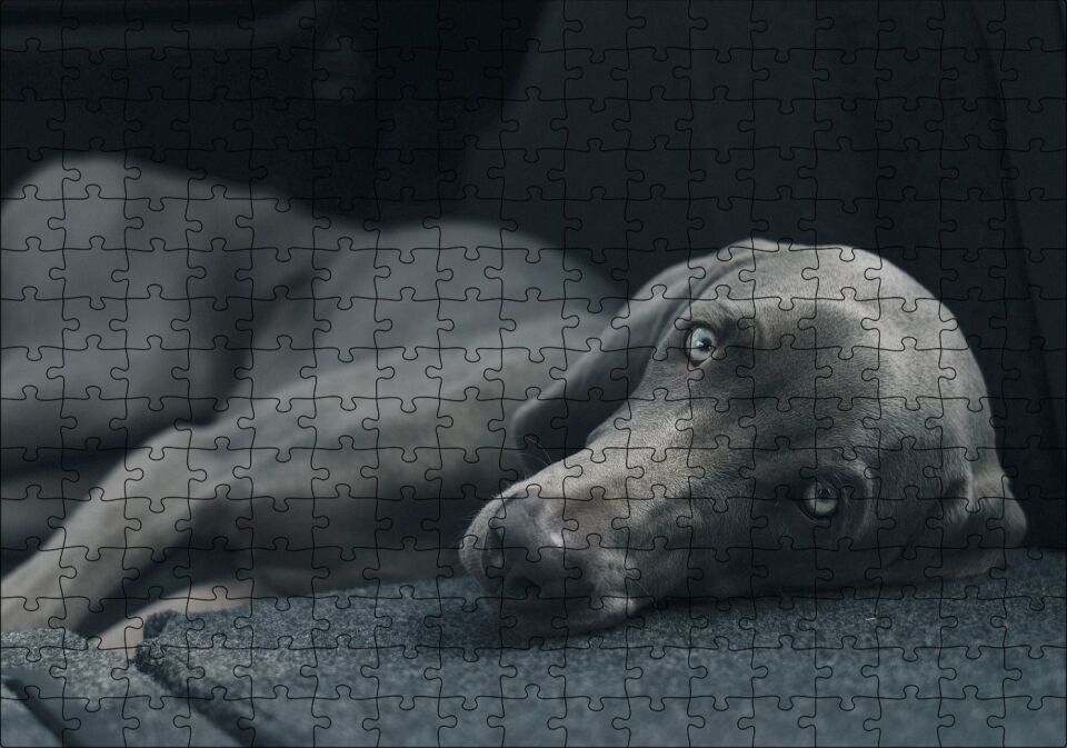 Siyah Doghound Siyah Zemin Karanlık Arka Plan Puzzle Yapboz MDF Ahşap 255 Parça 34 cm X 49 cm