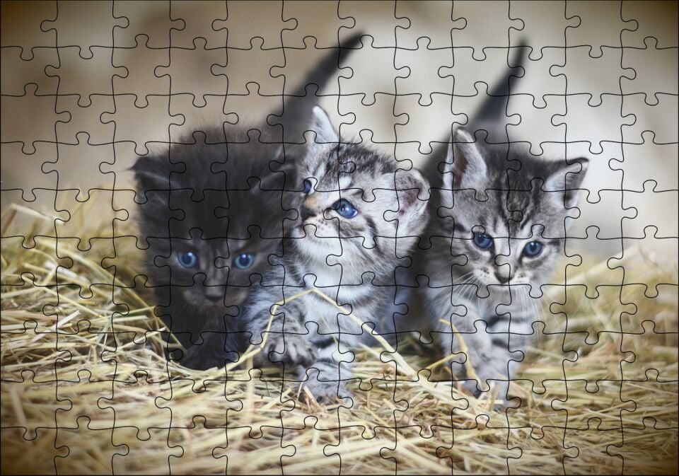 Samanlar Arasında Mavi Gözlü Üç Yavru Kedi Puzzle Yapboz MDF Ahşap