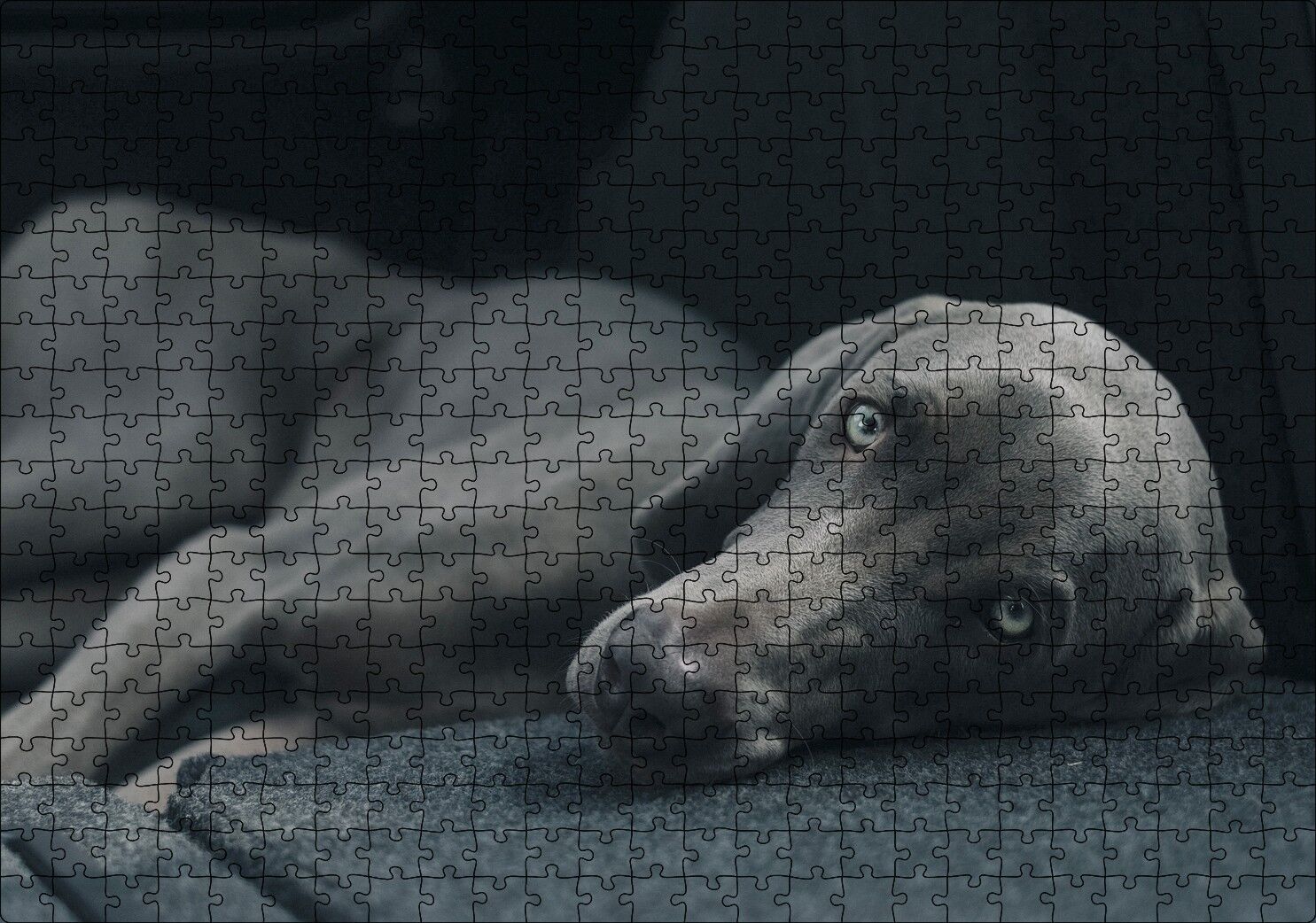 Siyah Doghound Siyah Zemin Karanlık Arka Plan Puzzle Yapboz MDF Ahşap 500 Parça 49 cm X 68 cm