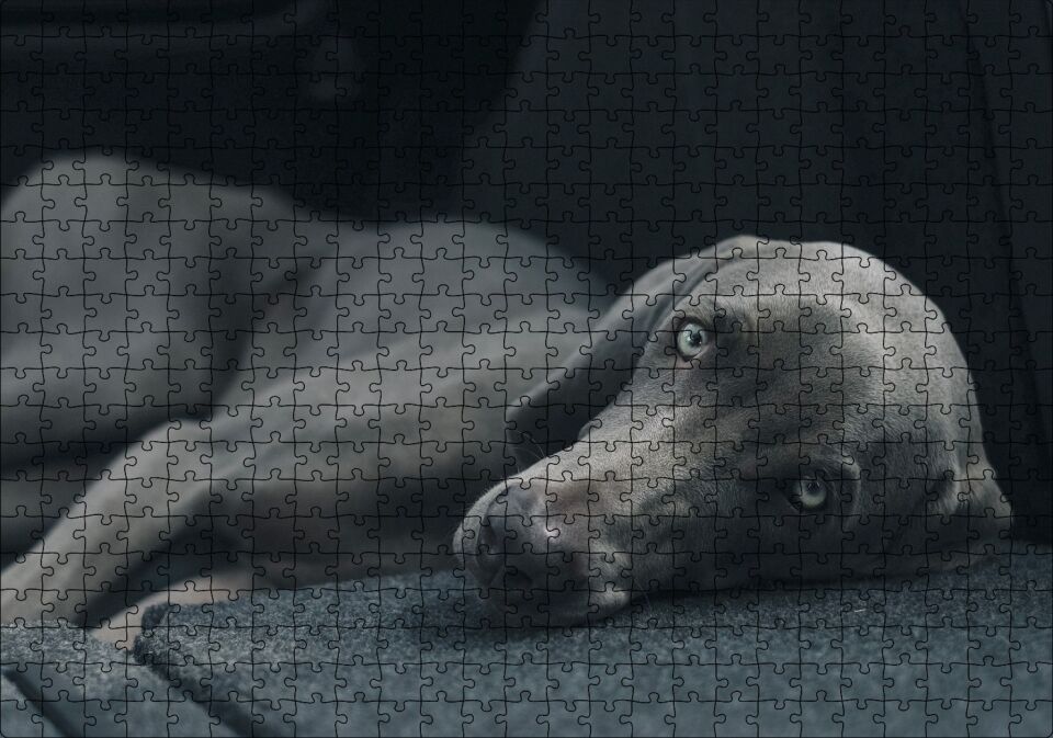 Siyah Doghound Siyah Zemin Karanlık Arka Plan Puzzle Yapboz MDF Ahşap 500 Parça 49 cm X 68 cm