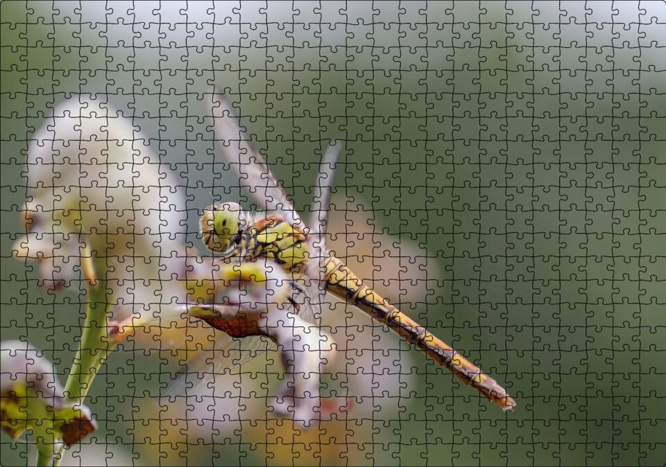 Daldaki Yusufçuk Yakın Çekim Puzzle Yapboz MDF Ahşap 500 Parça 49 cm X 68 cm