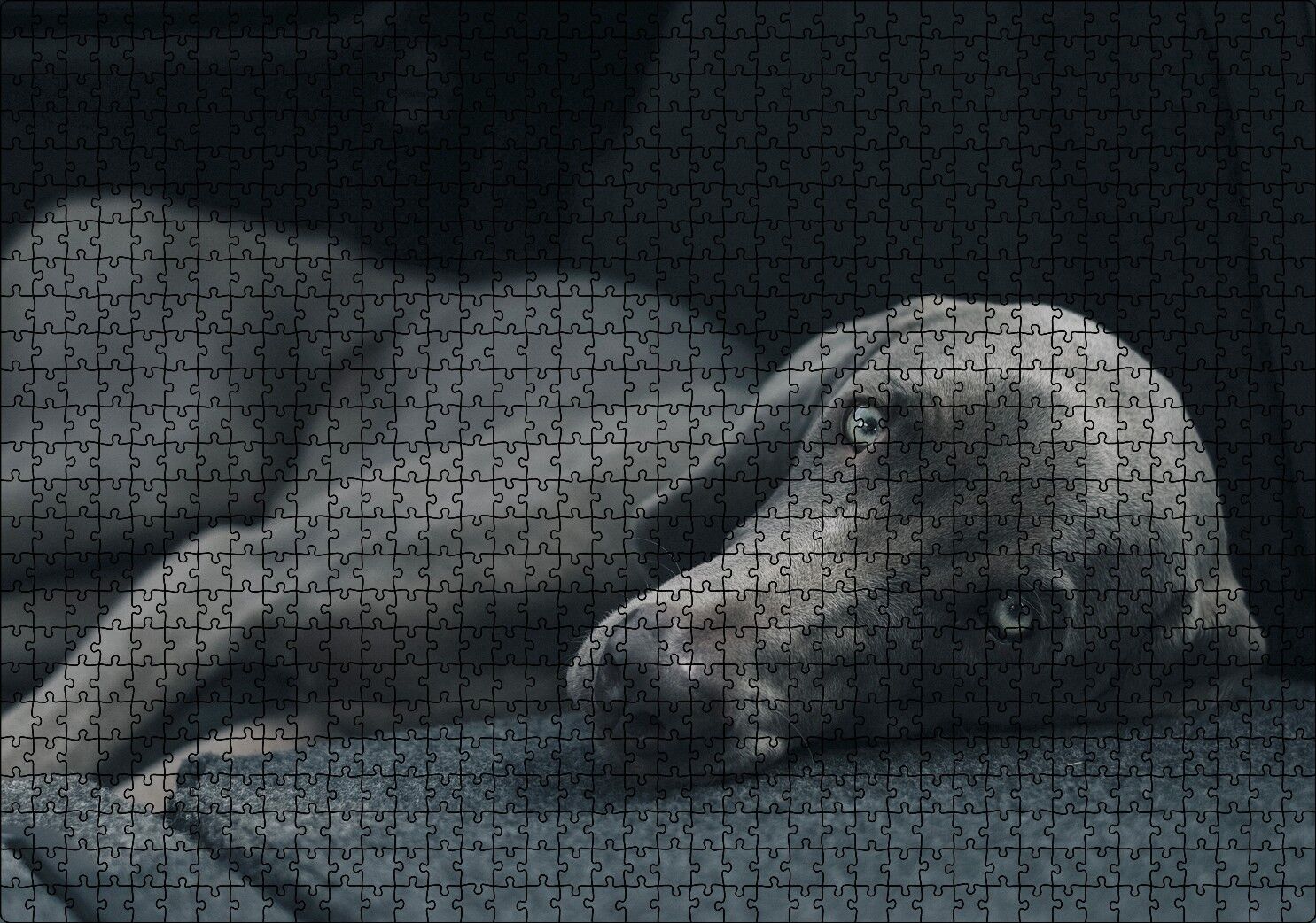 Siyah Doghound Siyah Zemin Karanlık Arka Plan Puzzle Yapboz MDF Ahşap 1000 Parça 49 cm X 68 cm