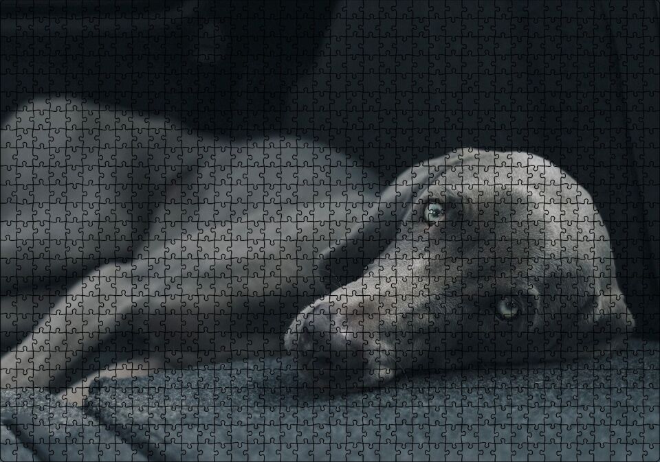 Siyah Doghound Siyah Zemin Karanlık Arka Plan Puzzle Yapboz MDF Ahşap 1000 Parça 49 cm X 68 cm