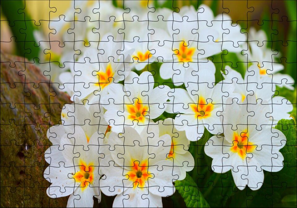 Bayaz Çuha Çiçeği Görseli Puzzle Yapboz MDF Ahşap