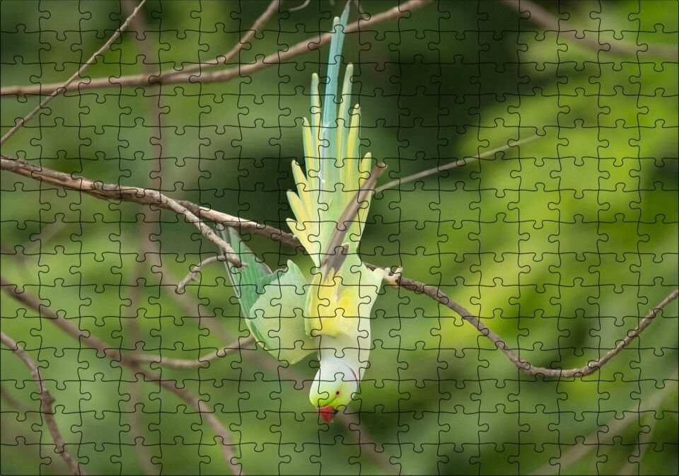 Daldan Aşağı Uçan Sarı Yeşil Papağan Puzzle Yapboz MDF Ahşap 255 Parça 34 cm X 49 cm