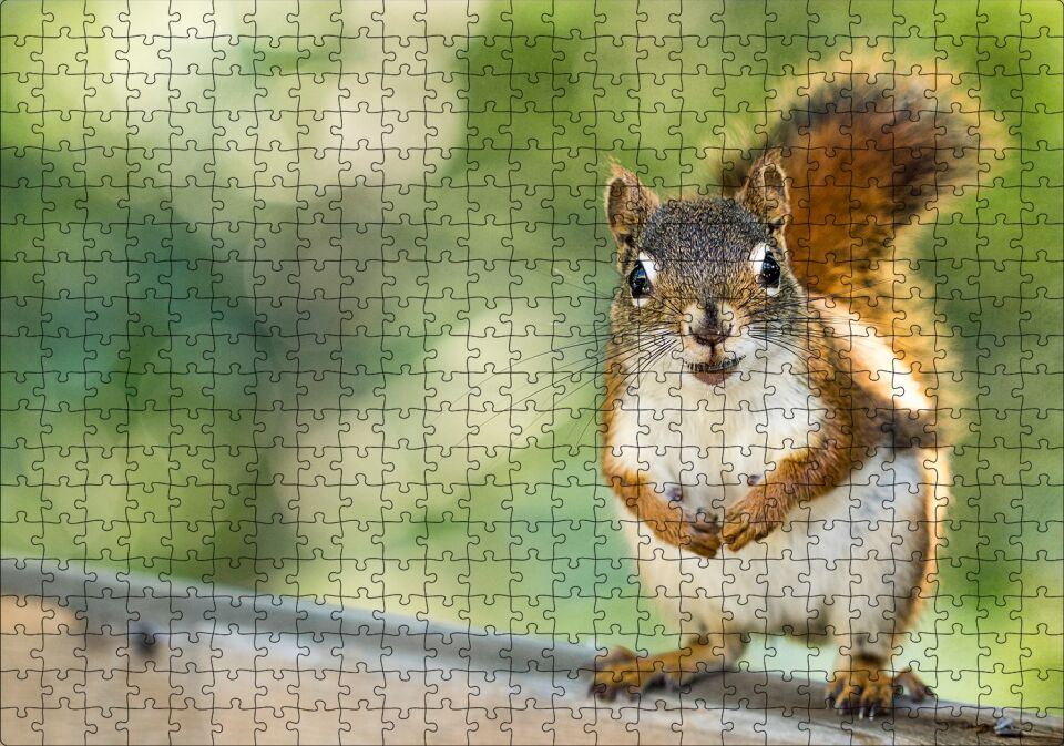 Daldaki Sevimli Küçük Sincap Puzzle Yapboz MDF Ahşap 500 Parça 49 cm X 68 cm