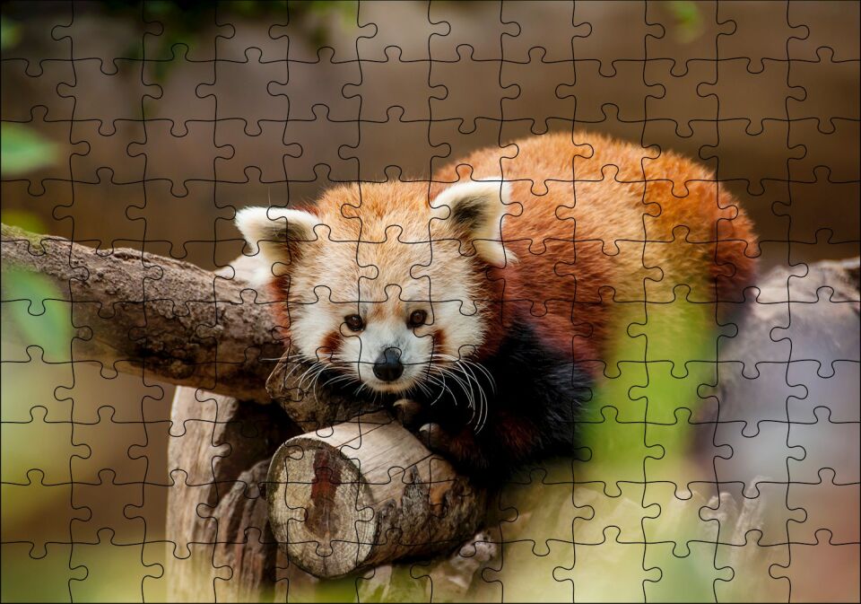 Dalda Dinlenen Kızıl Panda Puzzle Yapboz MDF Ahşap