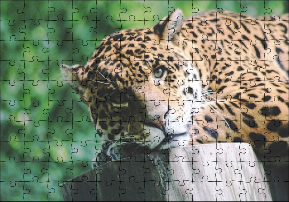 Kütüğün Üzerinde Dinlenen Leopar Yakın Çekim Puzzle Yapboz MDF Ahşap 120 Parça 24 cm X 34 cm