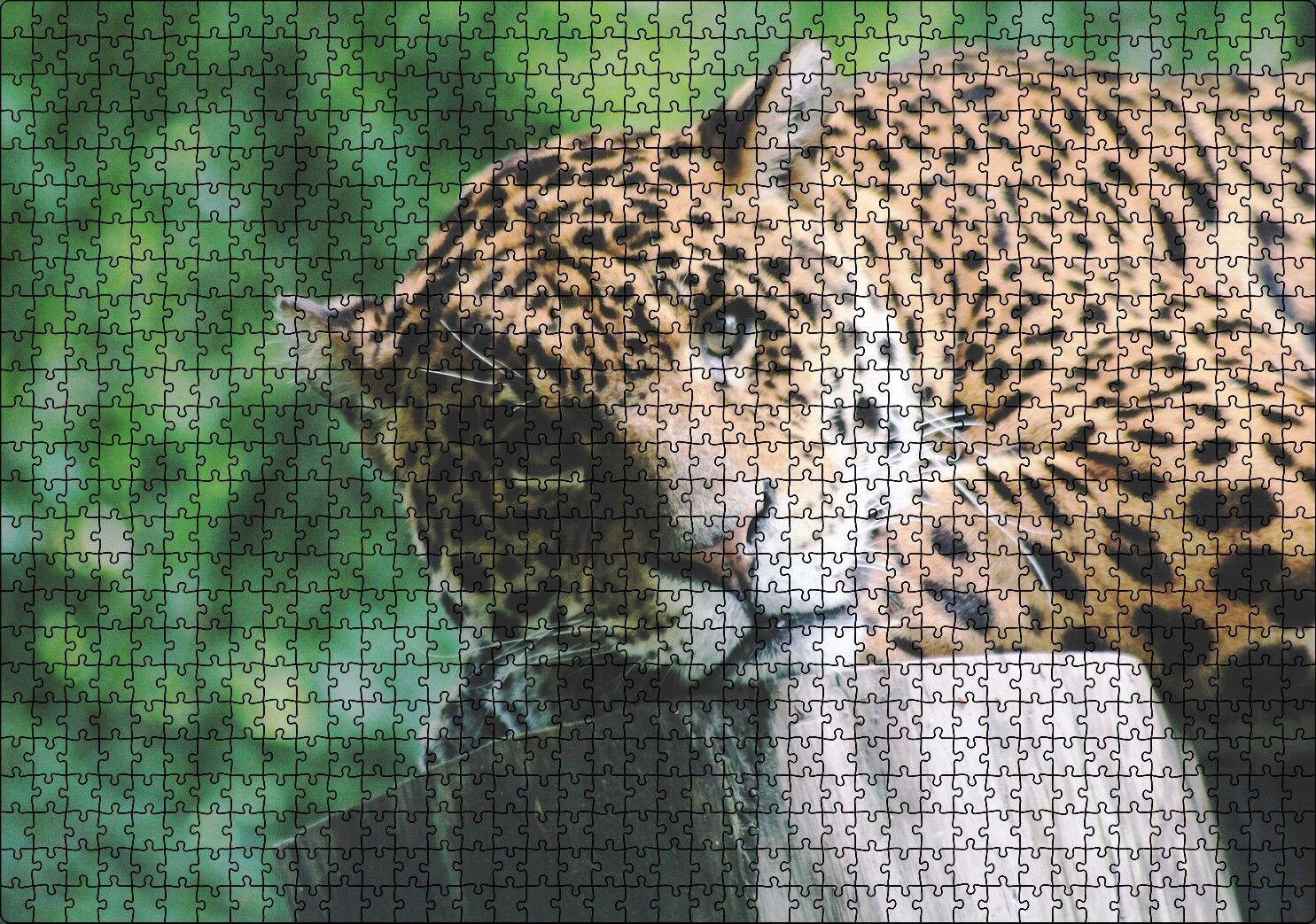 Kütüğün Üzerinde Dinlenen Leopar Yakın Çekim Puzzle Yapboz MDF Ahşap 1000 Parça 49 cm X 68 cm