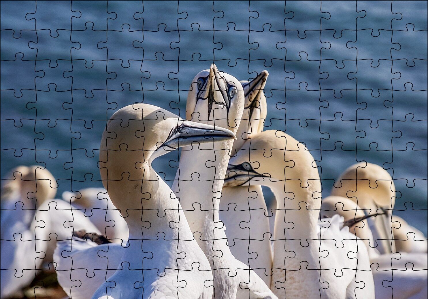Deniz ve Sümsük Kuşları Puzzle Yapboz MDF Ahşap 120 Parça 24 cm X 34 cm