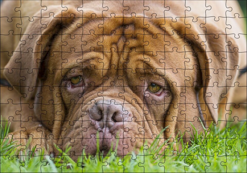 Kahverengi Boxer Çimlerde Uzanıyor Yakın Çekim Puzzle Yapboz MDF Ahşap 120 Parça 24 cm X 34 cm