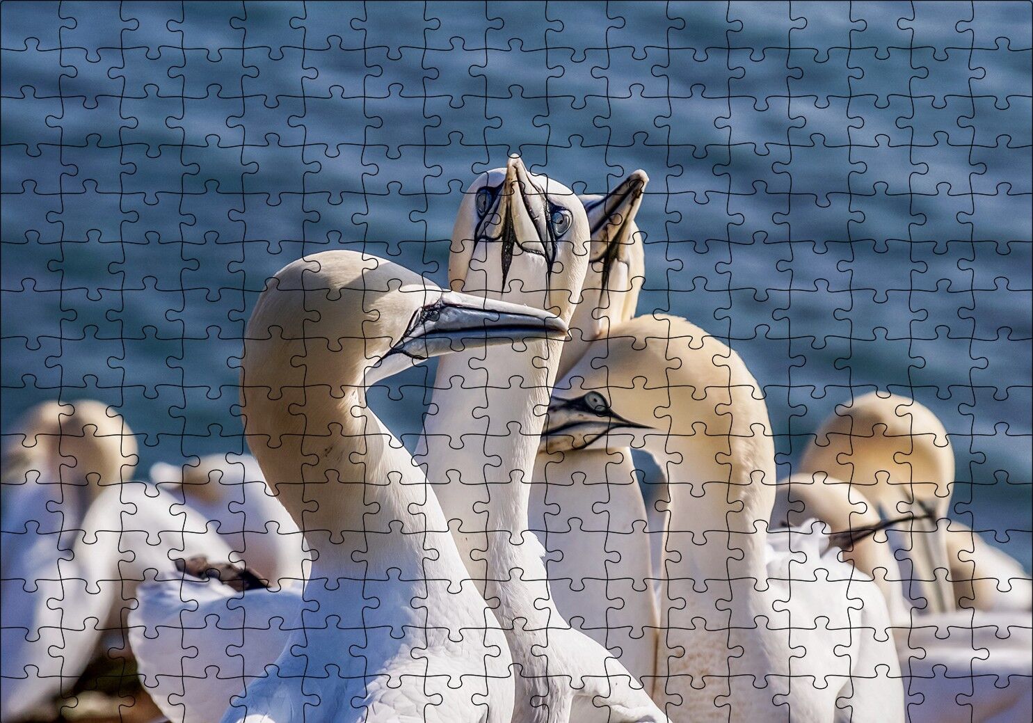 Deniz ve Sümsük Kuşları Puzzle Yapboz MDF Ahşap 255 Parça 34 cm X 49 cm