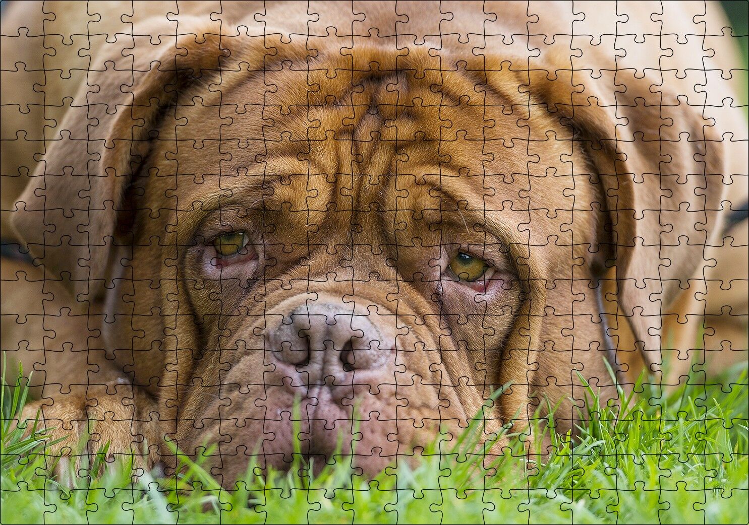 Kahverengi Boxer Çimlerde Uzanıyor Yakın Çekim Puzzle Yapboz MDF Ahşap 255 Parça 34 cm X 49 cm