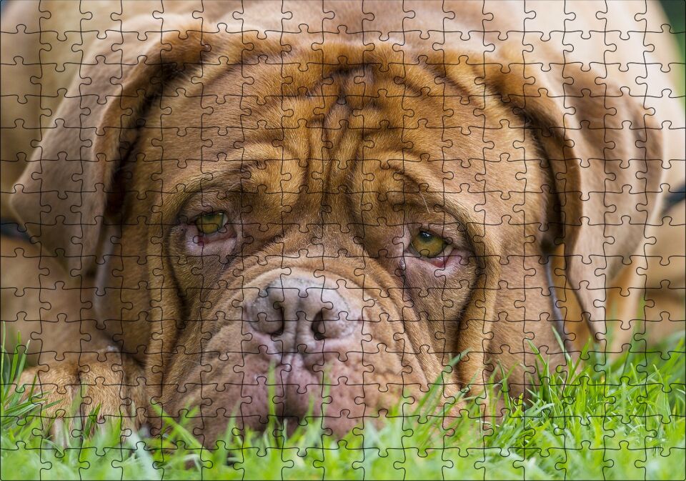 Kahverengi Boxer Çimlerde Uzanıyor Yakın Çekim Puzzle Yapboz MDF Ahşap 255 Parça 34 cm X 49 cm
