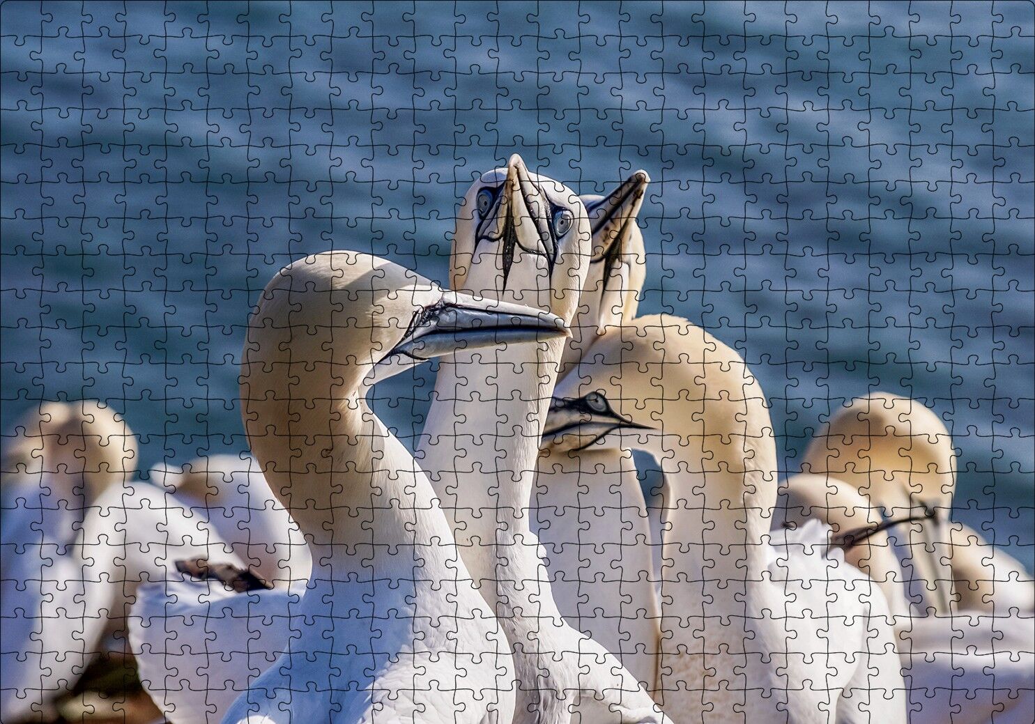 Deniz ve Sümsük Kuşları Puzzle Yapboz MDF Ahşap 500 Parça 49 cm X 68 cm