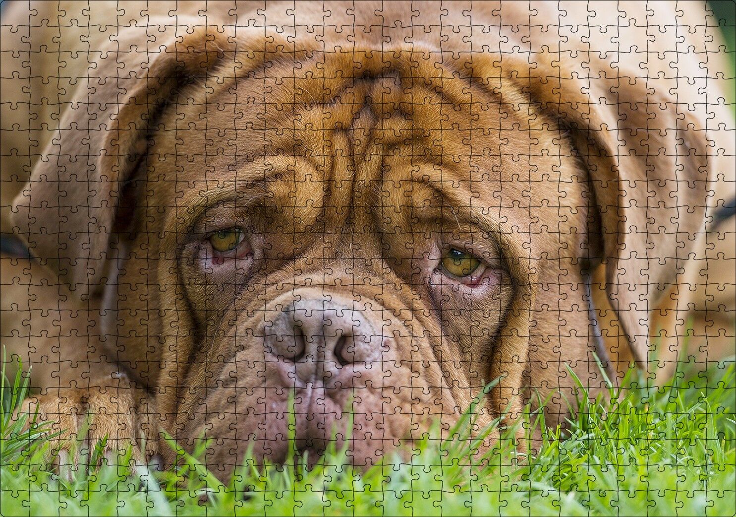 Kahverengi Boxer Çimlerde Uzanıyor Yakın Çekim Puzzle Yapboz MDF Ahşap 500 Parça 49 cm X 68 cm