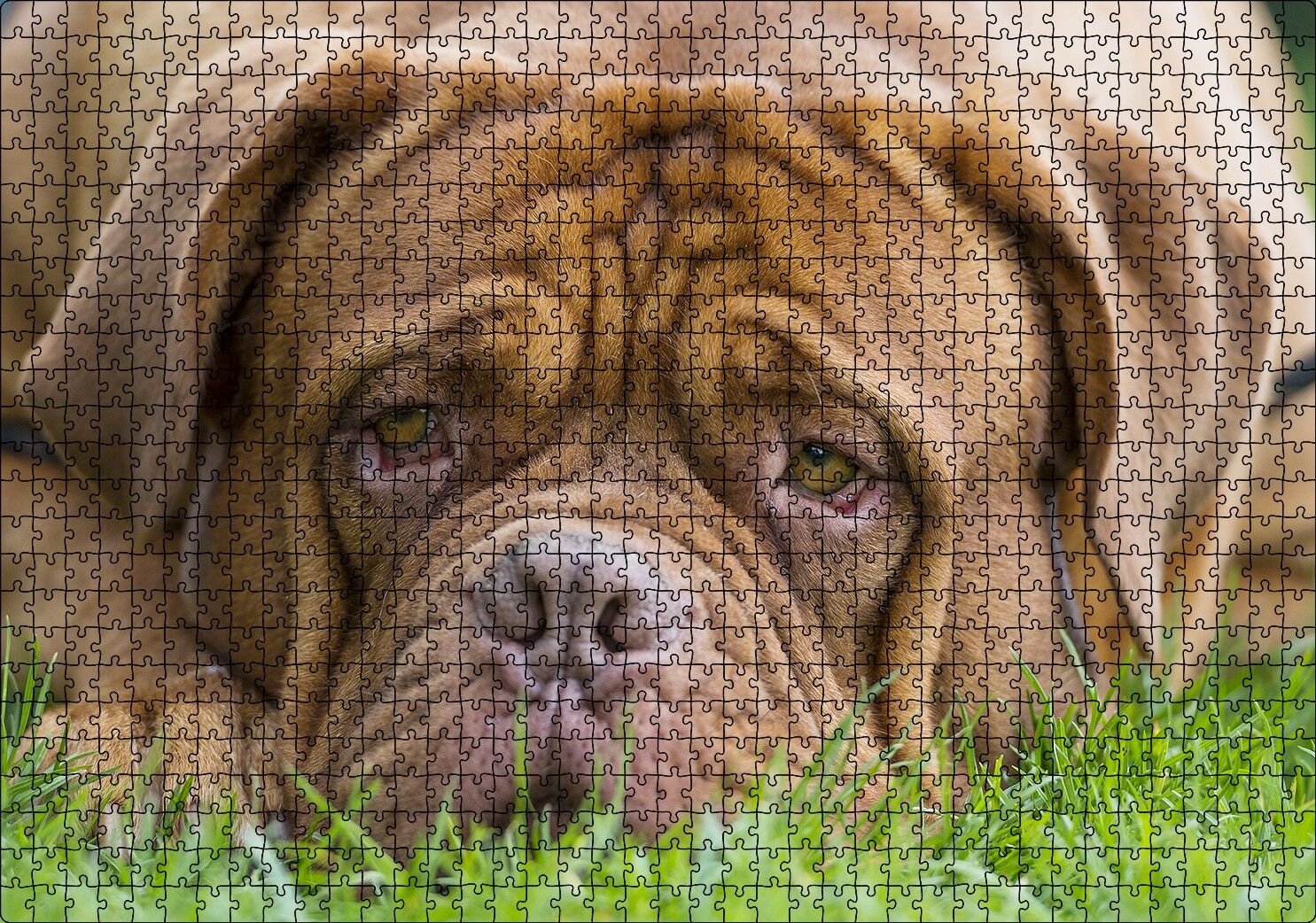 Kahverengi Boxer Çimlerde Uzanıyor Yakın Çekim Puzzle Yapboz MDF Ahşap 1000 Parça 49 cm X 68 cm
