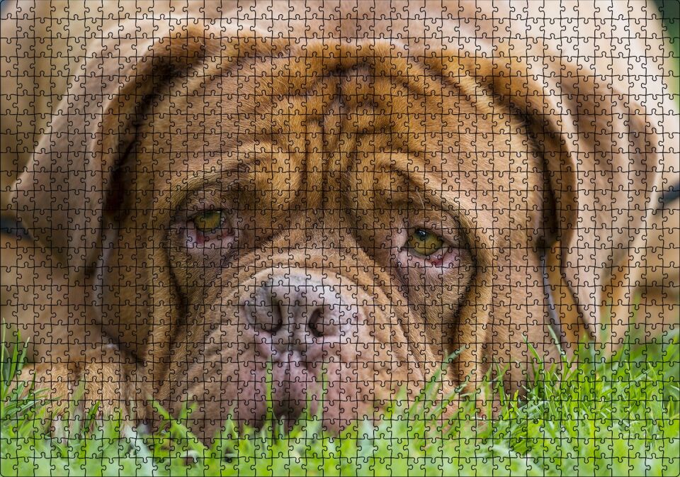Kahverengi Boxer Çimlerde Uzanıyor Yakın Çekim Puzzle Yapboz MDF Ahşap 1000 Parça 49 cm X 68 cm