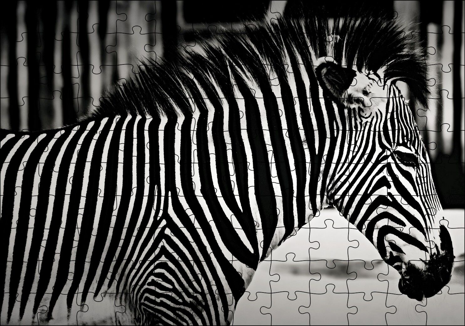 Benzersiz Deseniyle Zebra Yakın Çekim Puzzle Yapboz MDF Ahşap 120 Parça 24 cm X 34 cm