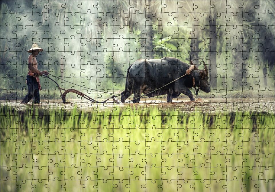 Pirinç Tarlası Süren Vietnamlı Puzzle Yapboz MDF Ahşap 255 Parça 34 cm X 49 cm