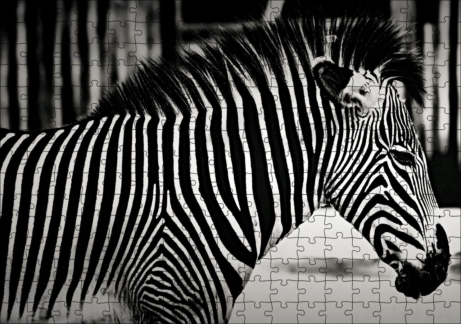 Benzersiz Deseniyle Zebra Yakın Çekim Puzzle Yapboz MDF Ahşap 255 Parça 34 cm X 49 cm