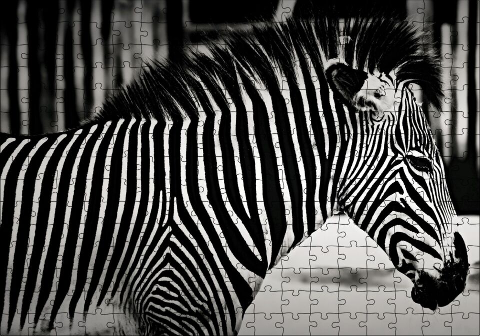 Benzersiz Deseniyle Zebra Yakın Çekim Puzzle Yapboz MDF Ahşap 255 Parça 34 cm X 49 cm