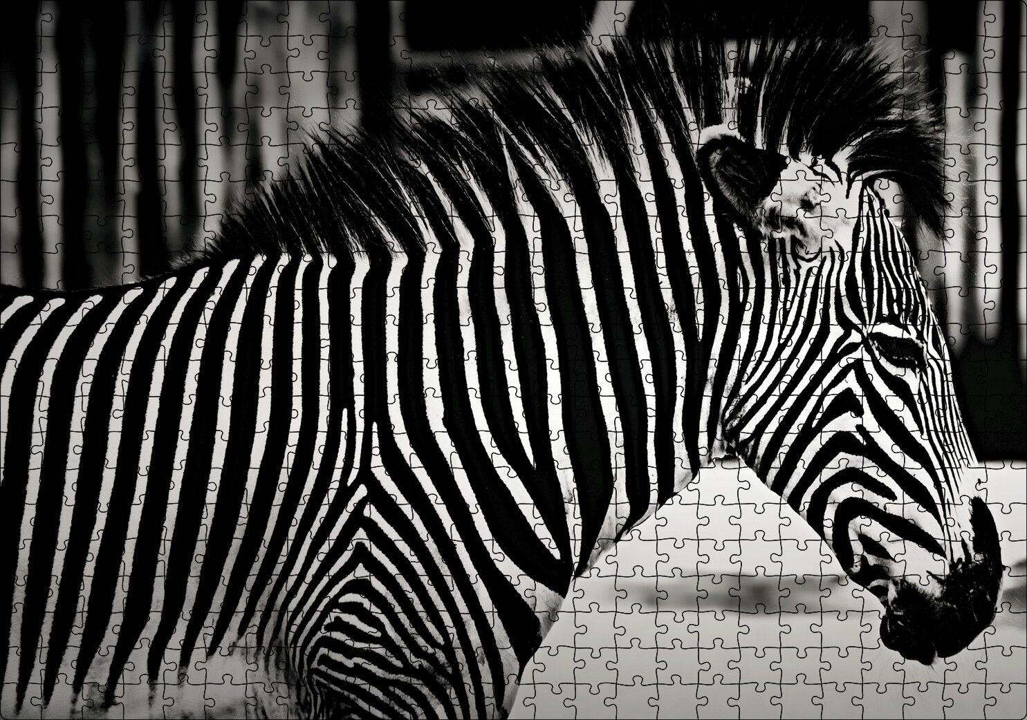 Benzersiz Deseniyle Zebra Yakın Çekim Puzzle Yapboz MDF Ahşap 500 Parça 49 cm X 68 cm