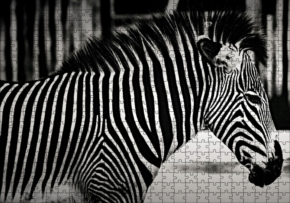 Benzersiz Deseniyle Zebra Yakın Çekim Puzzle Yapboz MDF Ahşap 500 Parça 49 cm X 68 cm