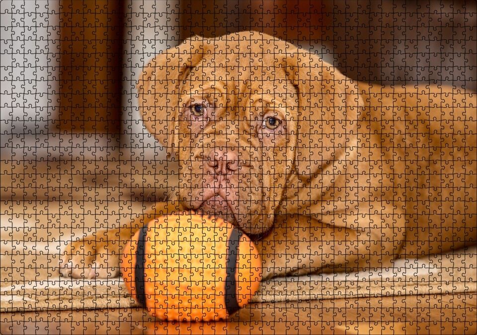 Kahverengi Boxer Yavrusu ve Turuncu Topu Puzzle Yapboz MDF Ahşap 1000 Parça 49 cm X 68 cm