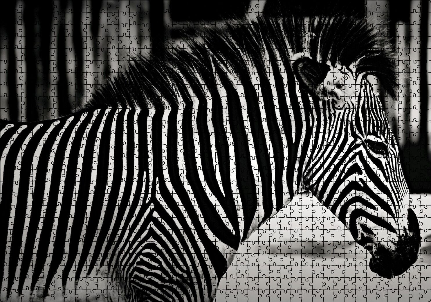 Benzersiz Deseniyle Zebra Yakın Çekim Puzzle Yapboz MDF Ahşap 1000 Parça 49 cm X 68 cm