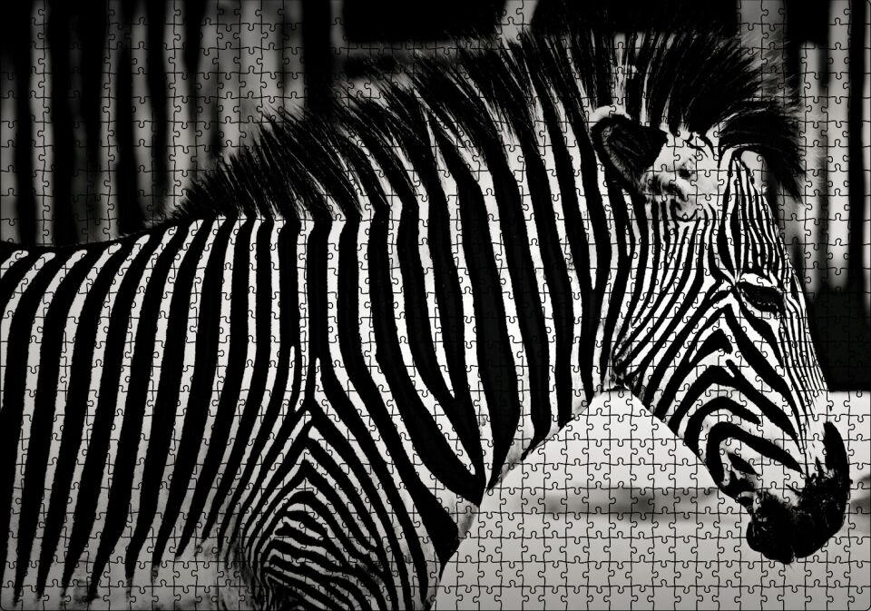 Benzersiz Deseniyle Zebra Yakın Çekim Puzzle Yapboz MDF Ahşap 1000 Parça 49 cm X 68 cm