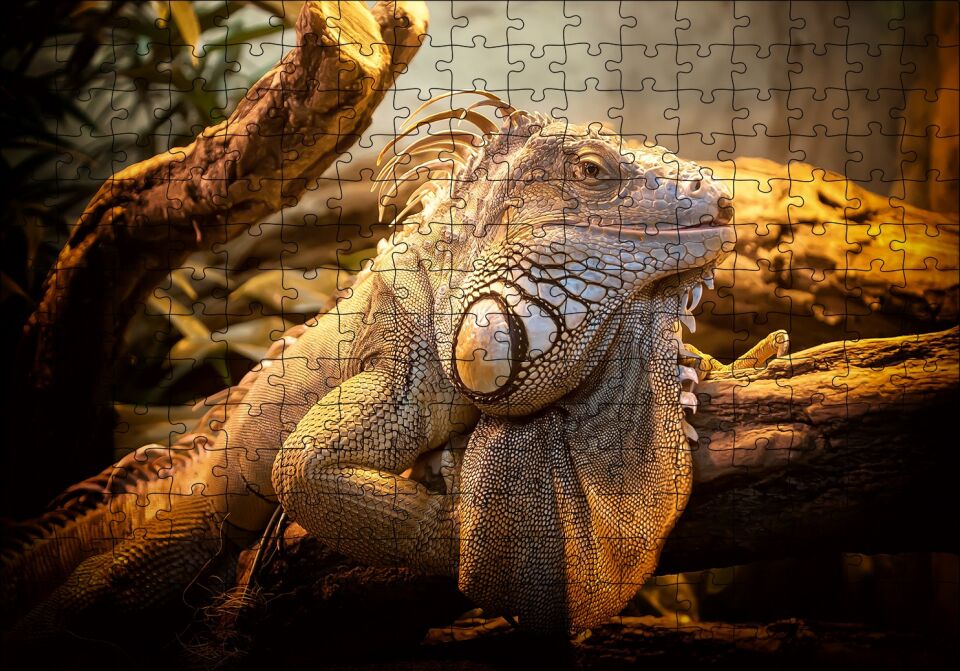 Dev Kertenkele ve Güneş Işıkları Puzzle Yapboz MDF Ahşap 255 Parça 34 cm X 49 cm
