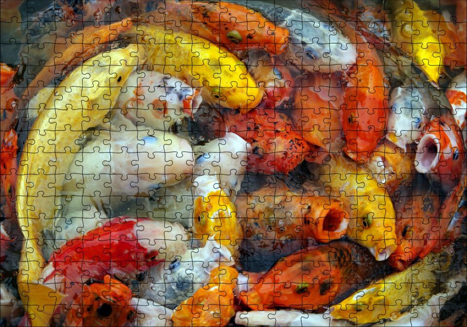 Beslenmek İçin Bekleyen Koi Balıkları Puzzle Yapboz MDF Ahşap 255 Parça 34 cm X 49 cm