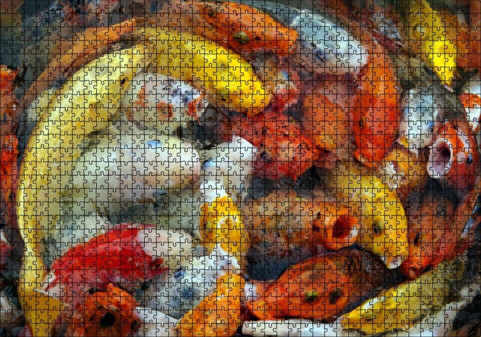 Beslenmek İçin Bekleyen Koi Balıkları Puzzle Yapboz MDF Ahşap 1000 Parça 49 cm X 68 cm