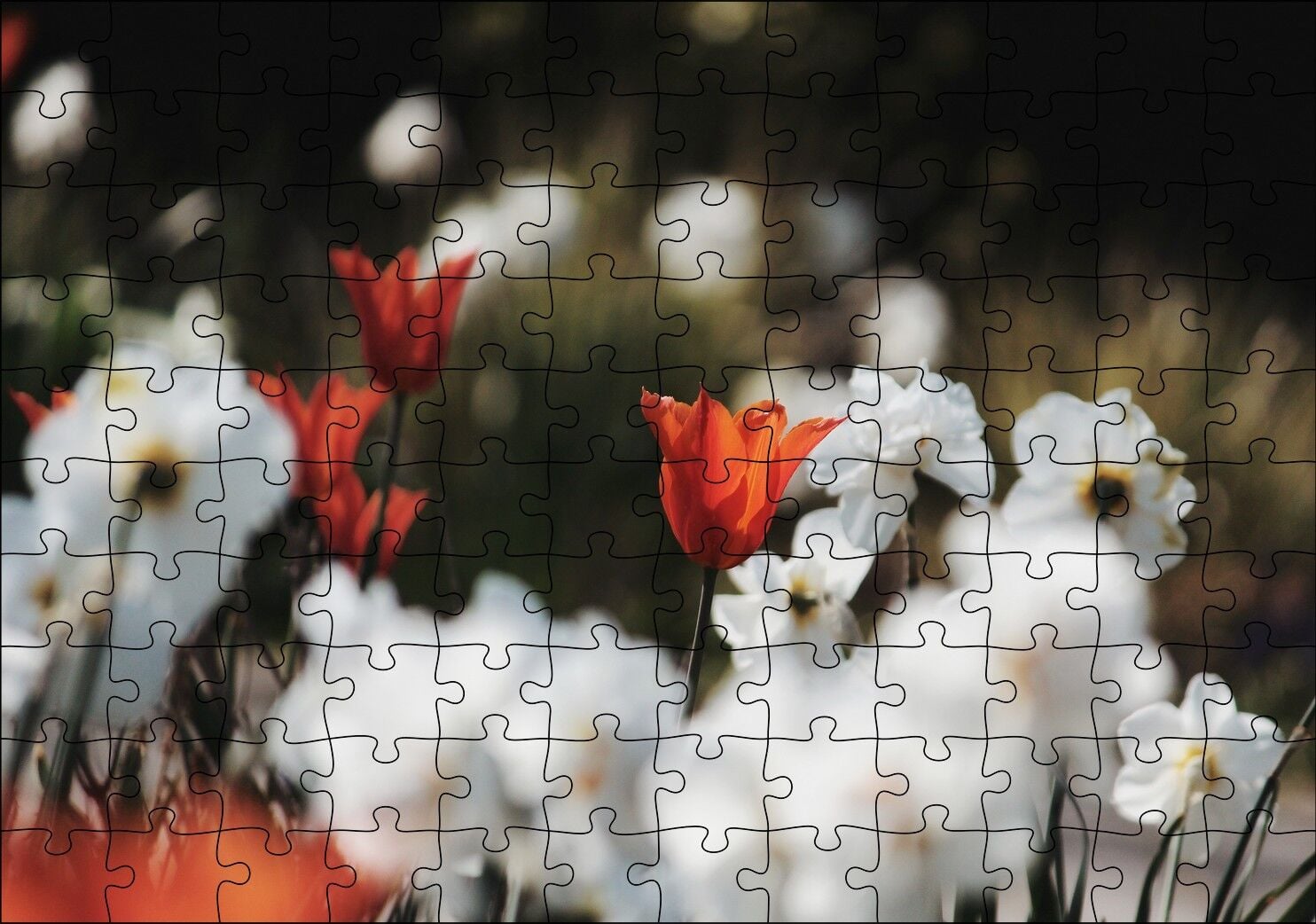 Beyaz ve Kırmızı Gelincikler Flu Arka Plan Puzzle Yapboz MDF Ahşap 120 Parça 24 cm X 34 cm