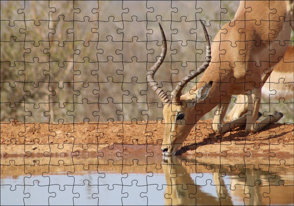 Savanada Diz Çökmüş Su İçen İmpala Puzzle Yapboz MDF Ahşap