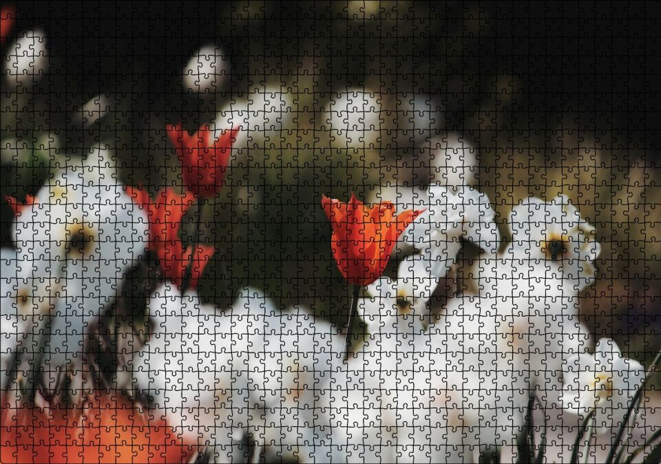 Beyaz ve Kırmızı Gelincikler Flu Arka Plan Puzzle Yapboz MDF Ahşap 1000 Parça 49 cm X 68 cm