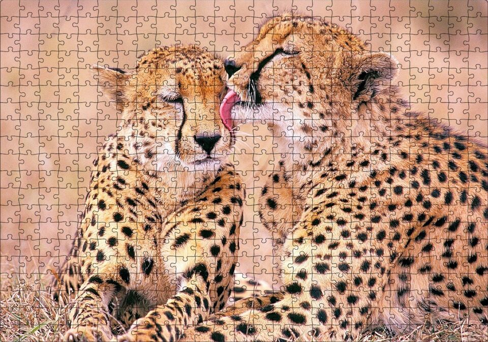 Çita Ailesi Temizleniyor Puzzle Yapboz MDF Ahşap 500 Parça 49 cm X 68 cm