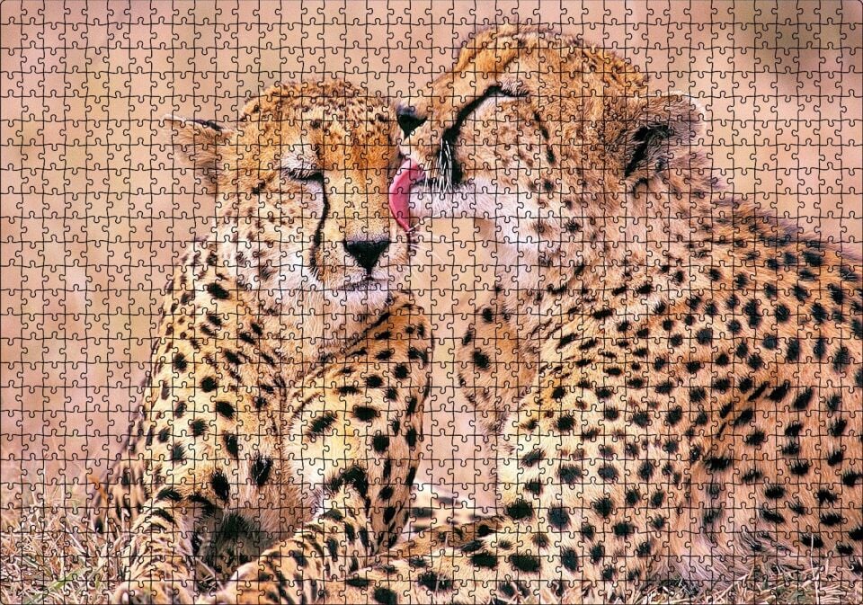 Çita Ailesi Temizleniyor Puzzle Yapboz MDF Ahşap 1000 Parça 49 cm X 68 cm