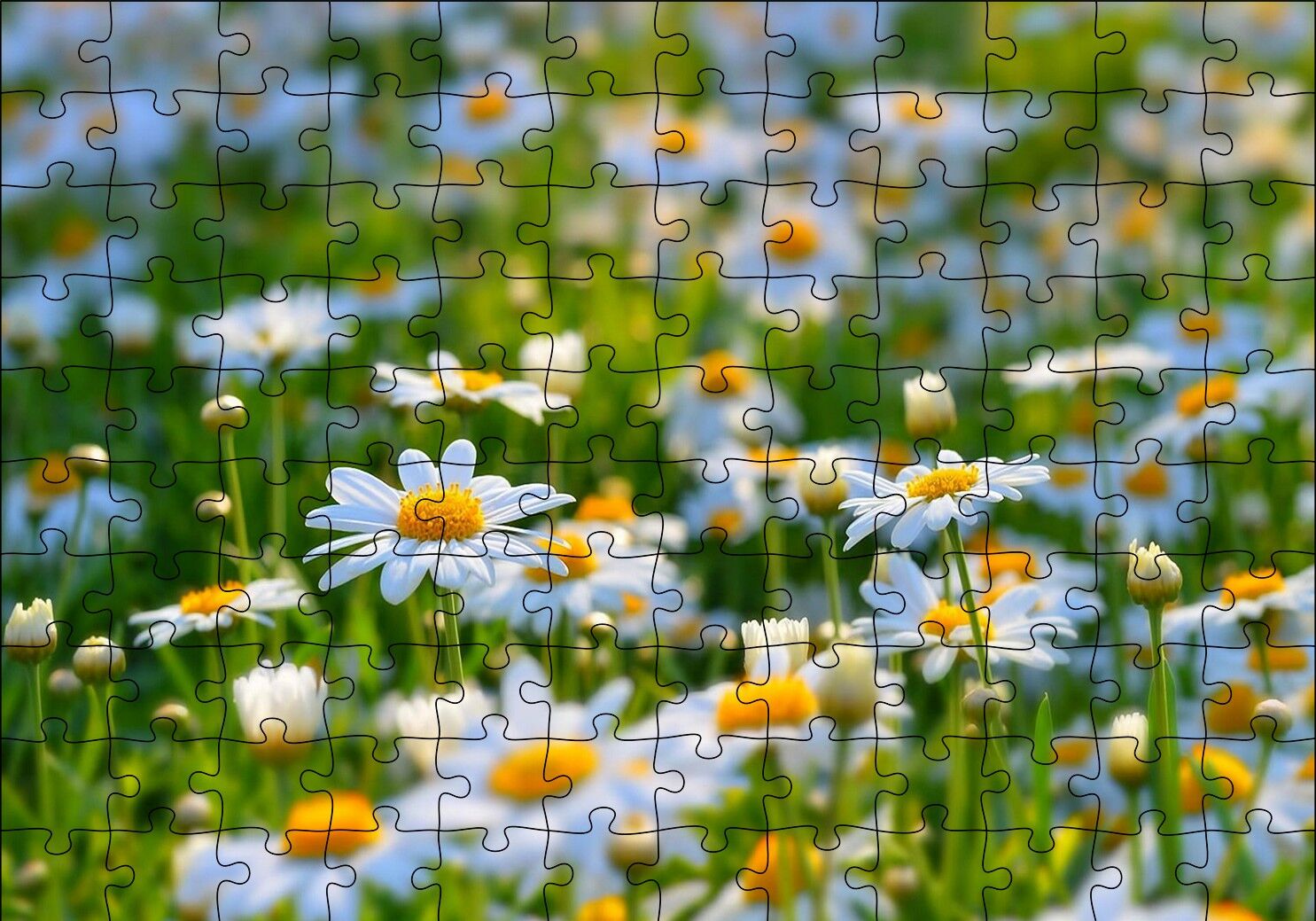 Papatya Tarlası Puzzle Yapboz MDF Ahşap