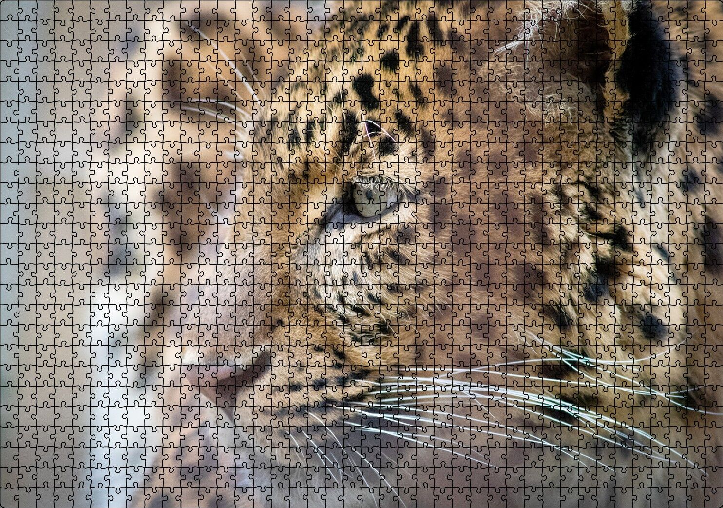 Muhteşem Güzellikteki Leopar Yakın Çekim Puzzle Yapboz MDF Ahşap 1000 Parça 49 cm X 68 cm