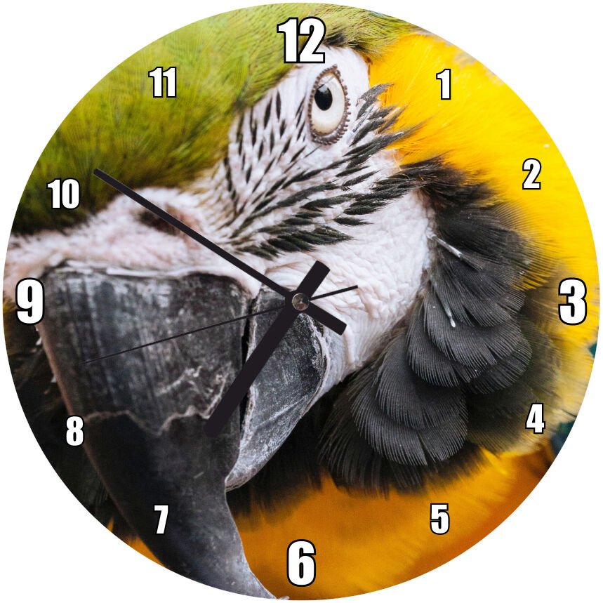 Sarı Mavi Renkli Amerikan Papağanı Görsel Mdf Ahşap Duvar Saati