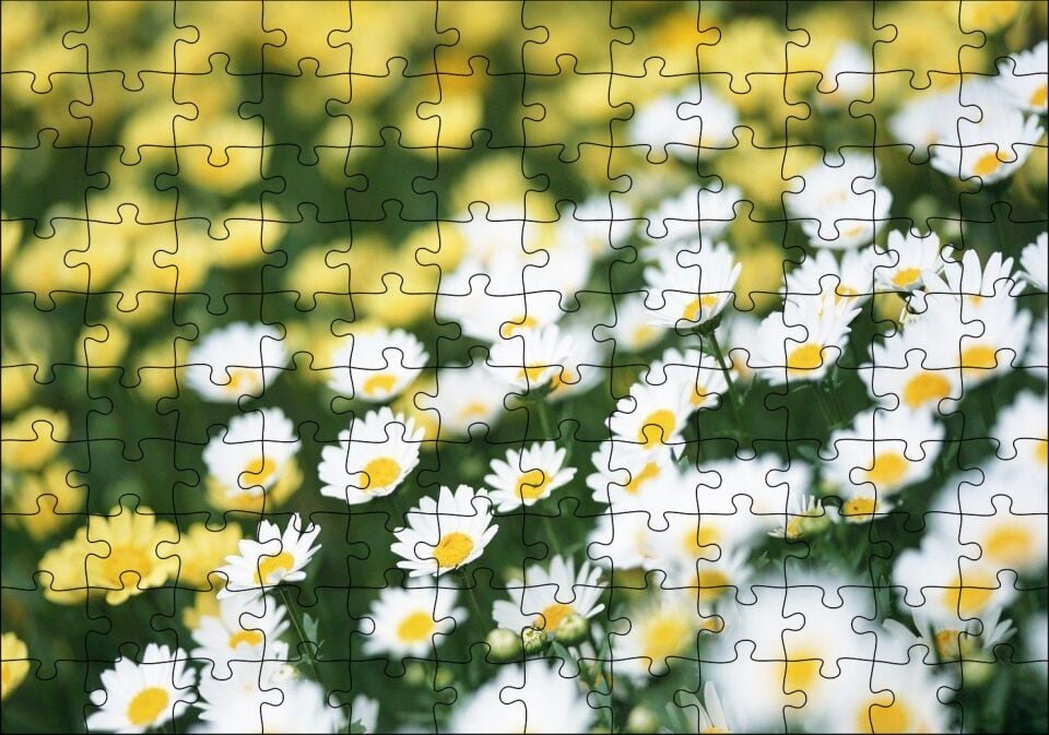 Beyaz Papatyalar ve Arkada Flu Sarı Papatyalar Puzzle Yapboz MDF Ahşap