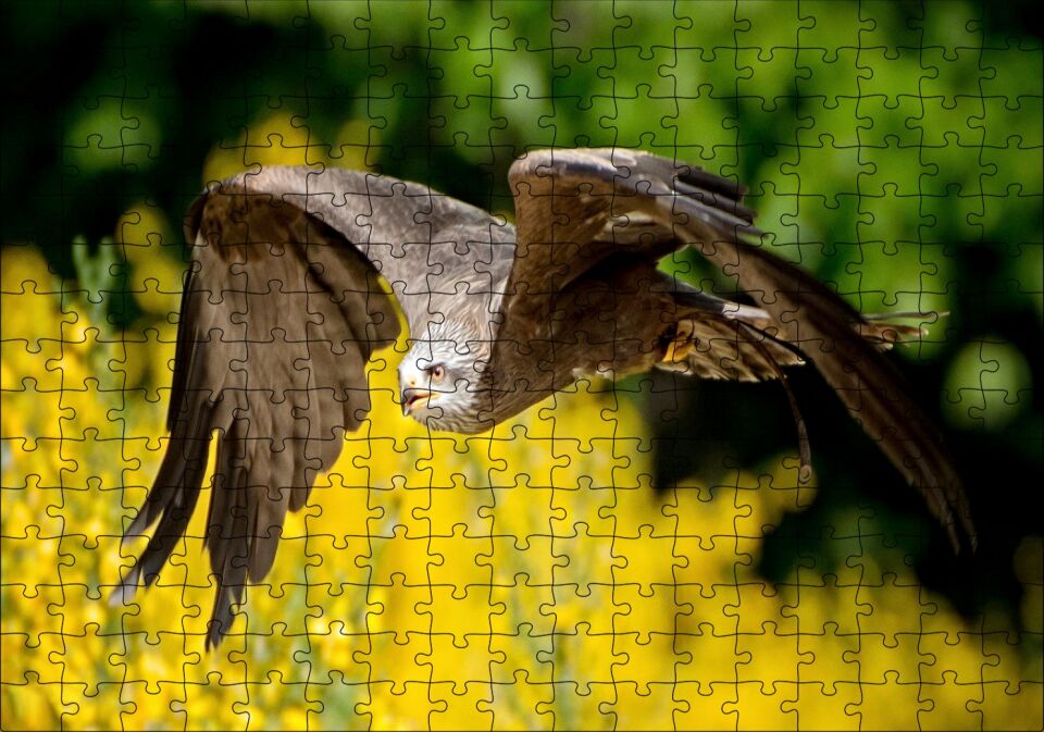 Doğada Alçakta Uçan Şahin Görseli Puzzle Yapboz MDF Ahşap 255 Parça 34 cm X 49 cm