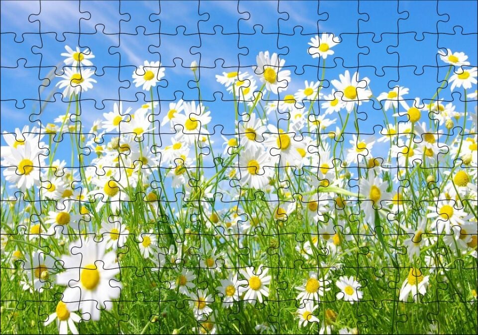 Beyaz Papatyalar ve Mavi Gökyüzü Puzzle Yapboz MDF Ahşap