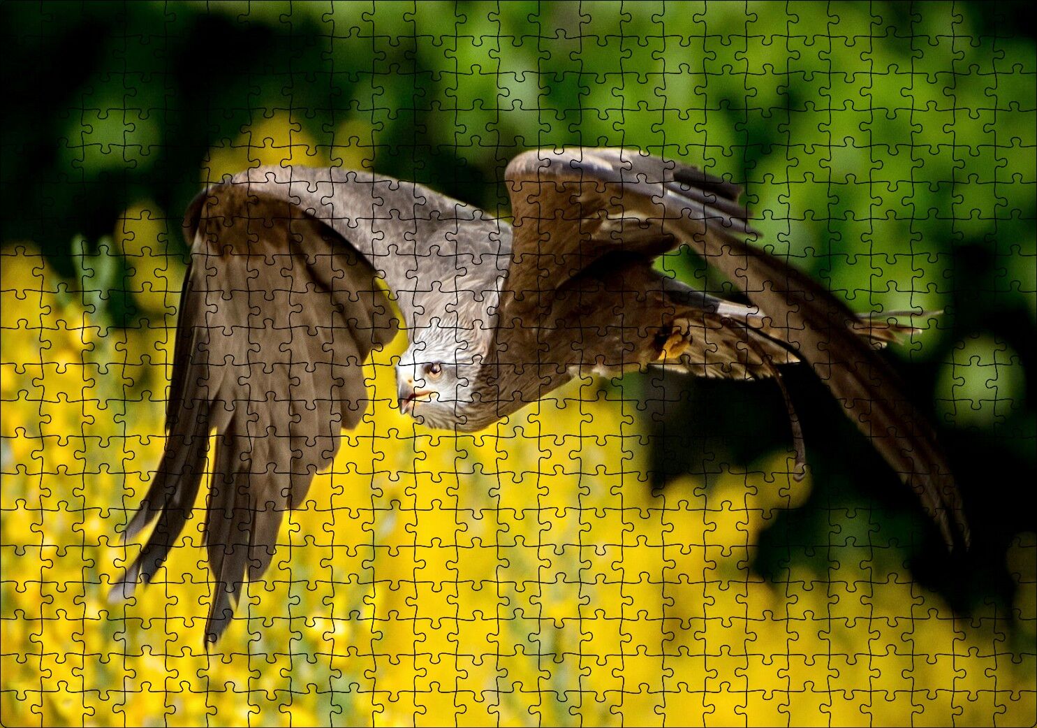 Doğada Alçakta Uçan Şahin Görseli Puzzle Yapboz MDF Ahşap 500 Parça 49 cm X 68 cm
