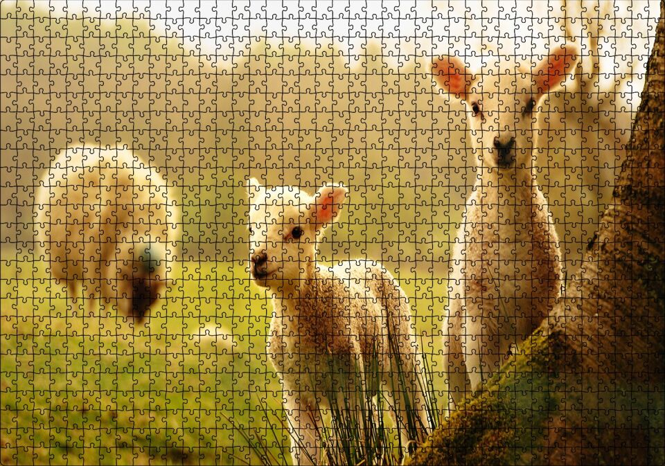 Koyun Kuzular Görseli Puzzle Yapboz MDF Ahşap 1000 Parça 49 cm X 68 cm