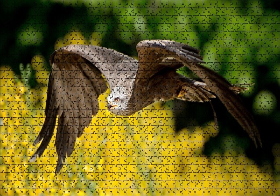 Doğada Alçakta Uçan Şahin Görseli Puzzle Yapboz MDF Ahşap 1000 Parça 49 cm X 68 cm