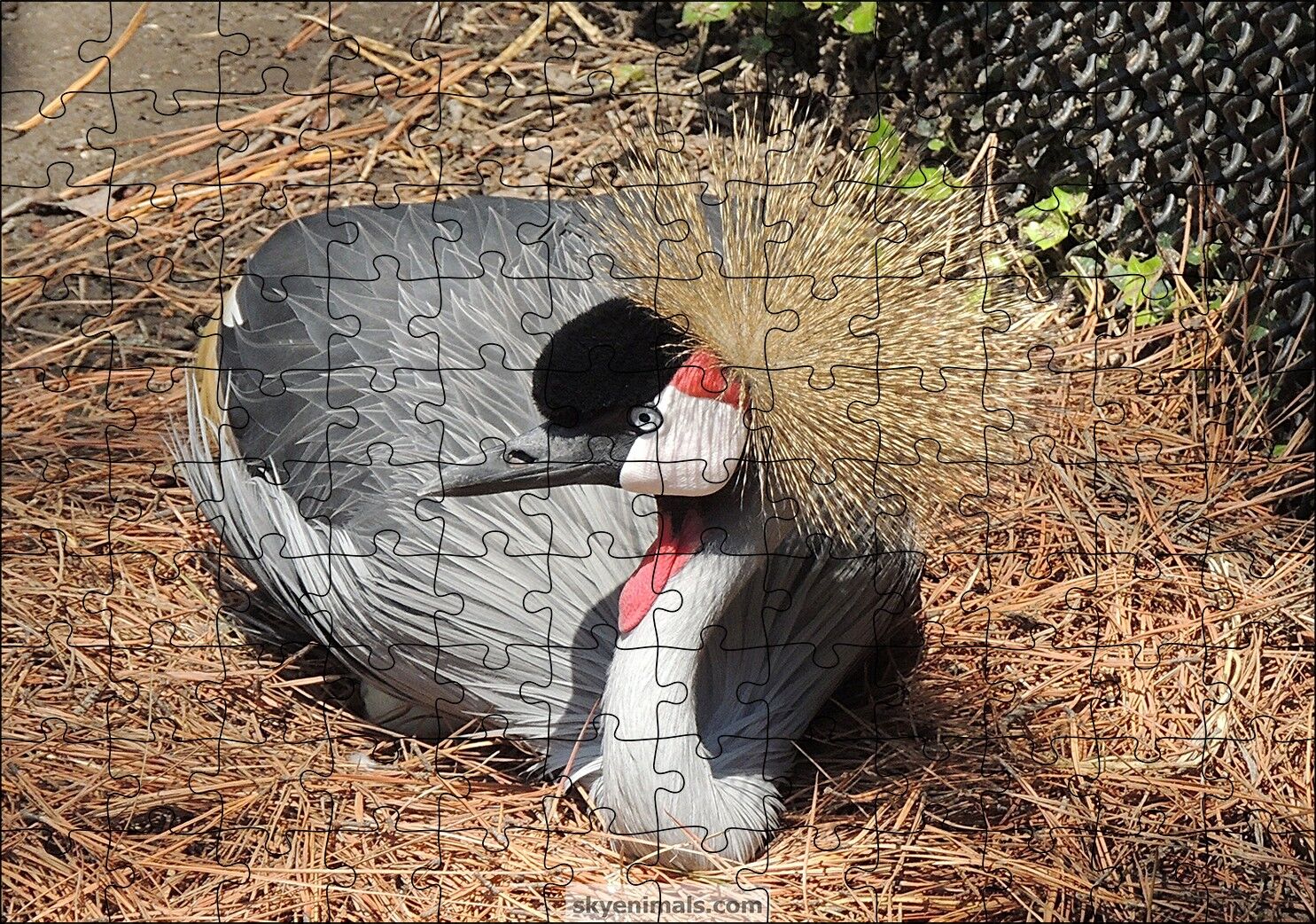 Kuru Otlarda Oturan Siyah Tepeli Gri Kuş Puzzle Yapboz MDF Ahşap